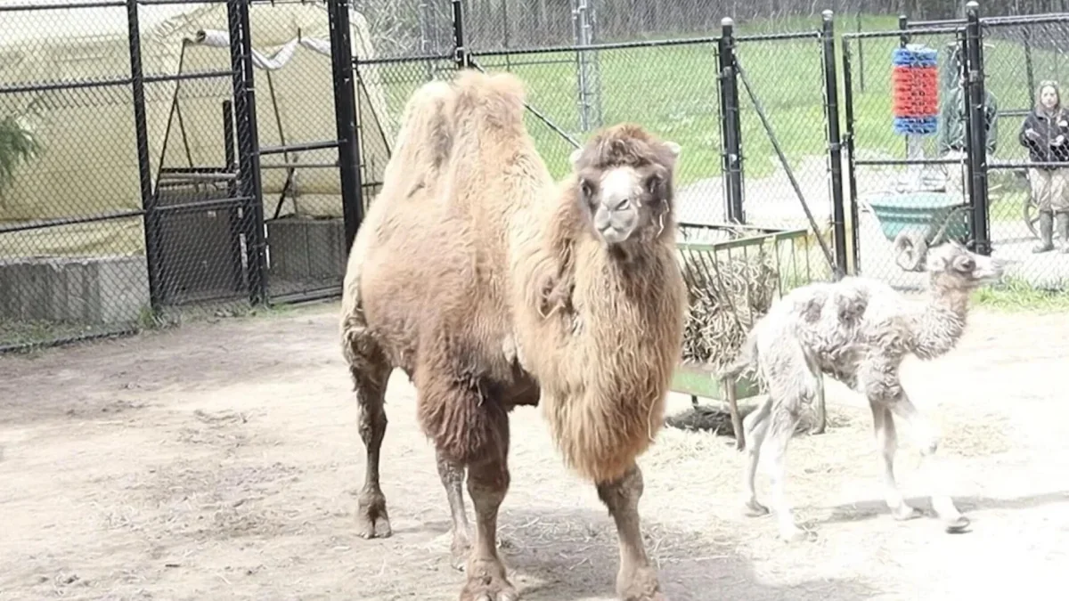 Toronto Zoo Announces Bactrian Camel Calf Born at 7:00 a.m. - El-Balad.com