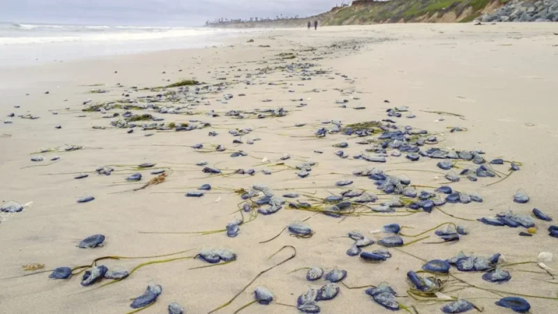 Anya Stajner Tracks By-the-wind Sailors California Coast, La Jolla Adds Reports