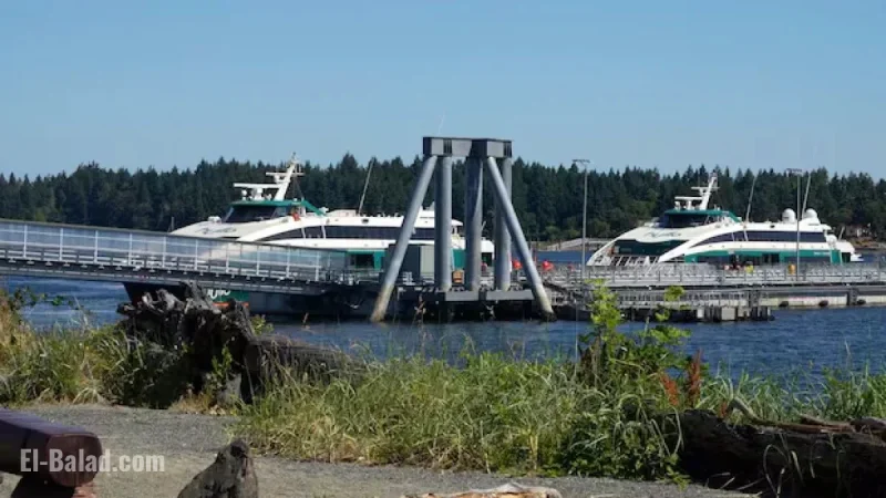 Hullo Ferries Vessel Hits Humpback Whale Near Vancouver: DFO