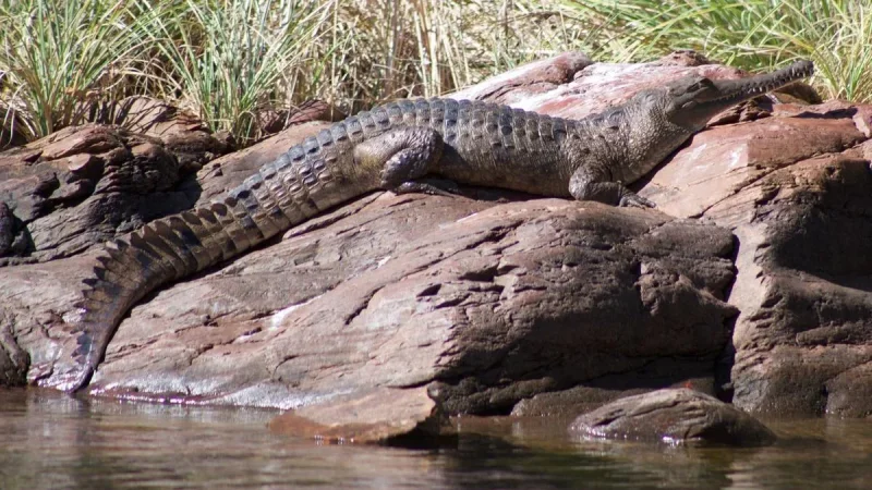 Lake Argyle crocodile bite sends 67-year-old to Royal Perth Hospital