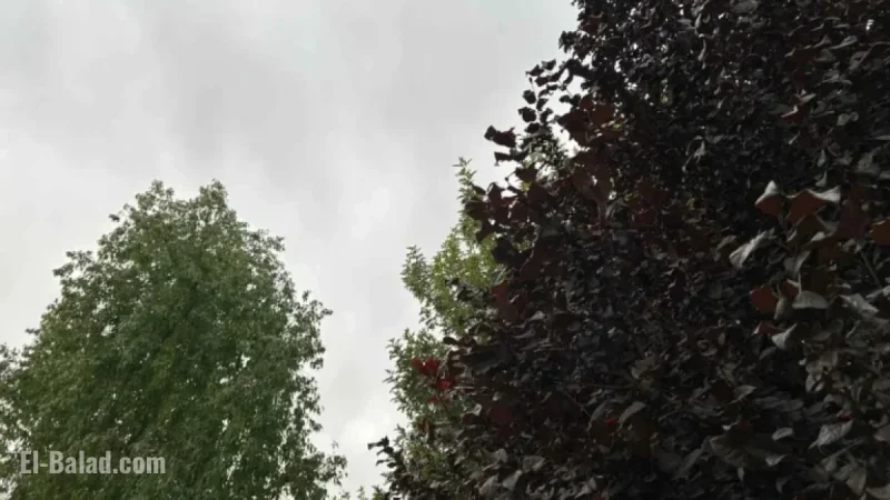 Las Vegas Braces for Showers and Thunderstorms