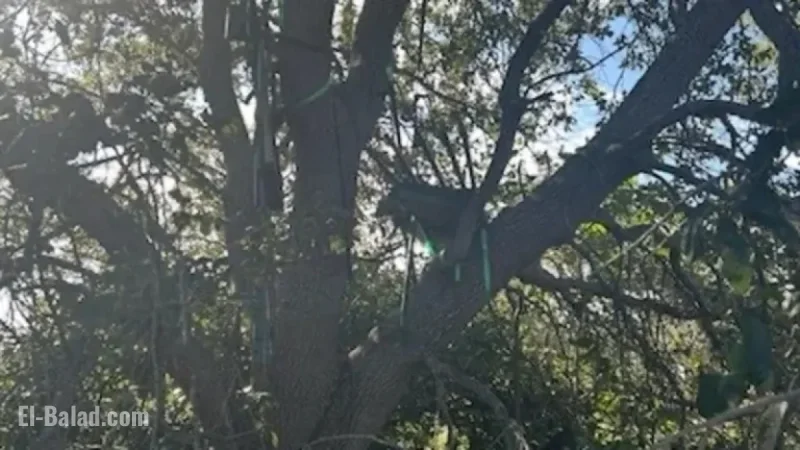 Secret Service Discovers Suspicious Hunting Stand Near Florida Air Force One Zone