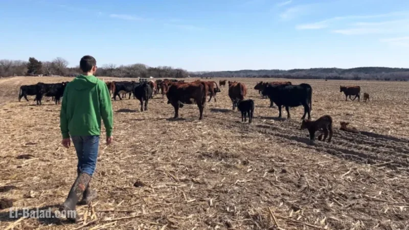 US Farmers Outraged by Trump’s Plan to Import Argentine Beef