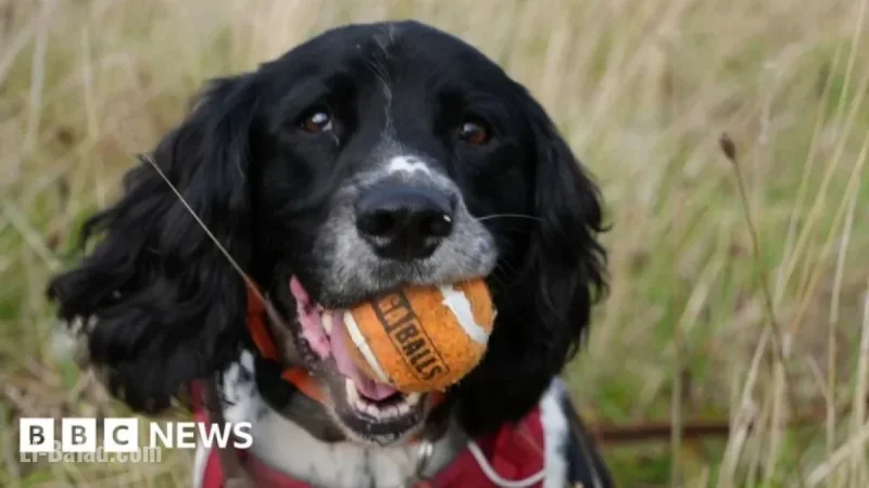 Wrexham Spaniel Detects Wildlife Crime, Wins Prestigious Award