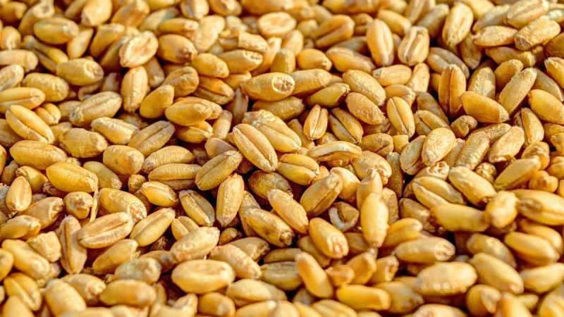 João Lourenço authorizes 342,000 sacks for Angola family farming