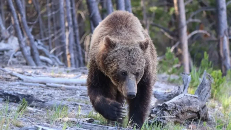 Yellowstone Bear Attack Injures 2 Hikers Near Old Faithful
