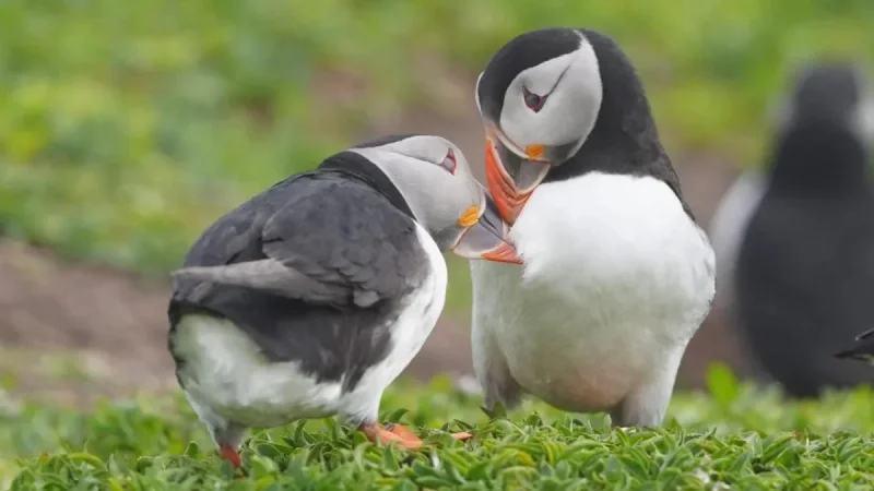 National Trust relaunches puffin cam on Farne Islands for second season