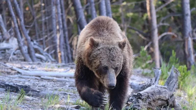 Two Hikers Injured in Bear Attack Yellowstone on Mystic Falls Trail