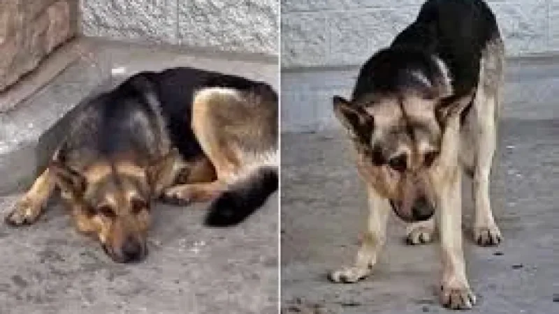 Woman Tucks In German Shepherd Koda, Then Seeks Feeding Advice