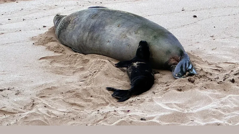 DLNR investigates rock thrown at Hawaiian Monk Seals near Lahaina