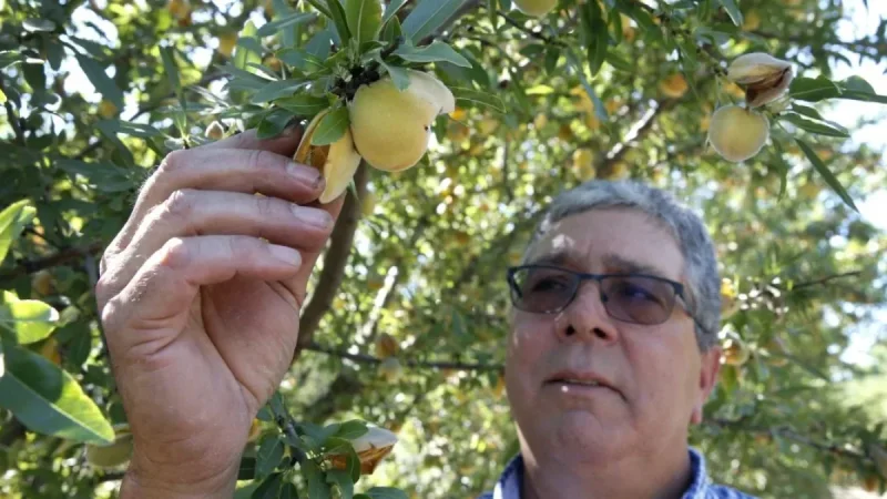 California Peach Tree Removal: 420,000 Trees Face Destruction