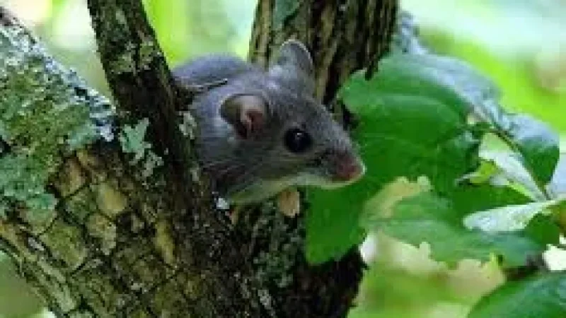 Dr. Bryce Warner pushes VIDO hantavirus treatment work in Grey Bruce County
