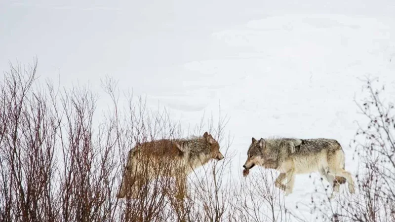 Wyoming Game And Fish cuts 2026 wolf cap to 22 in Yellowstone area