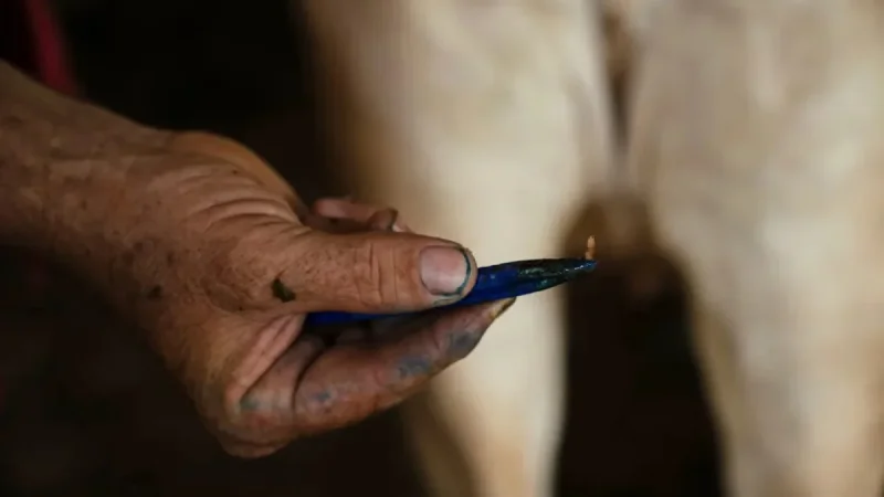 USDA Detects First U.S. Gusano Barrenador Case in Texas Calf