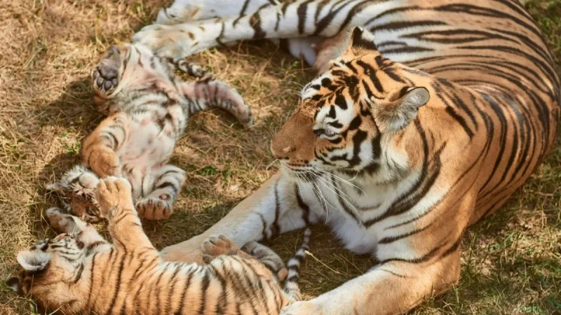 BBC Earth footage shows two tiger mothers sharing cub care — Tiger Island Bbc