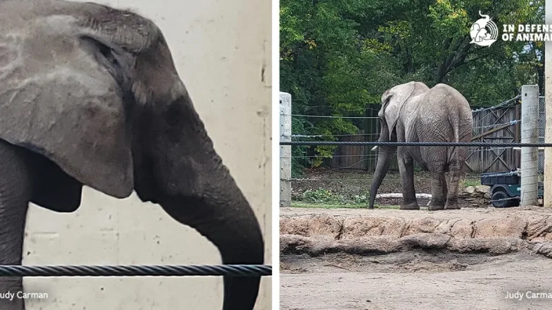 Tembo dies after 50 years at Topeka Zoo, Cameron Park Zoo shifts