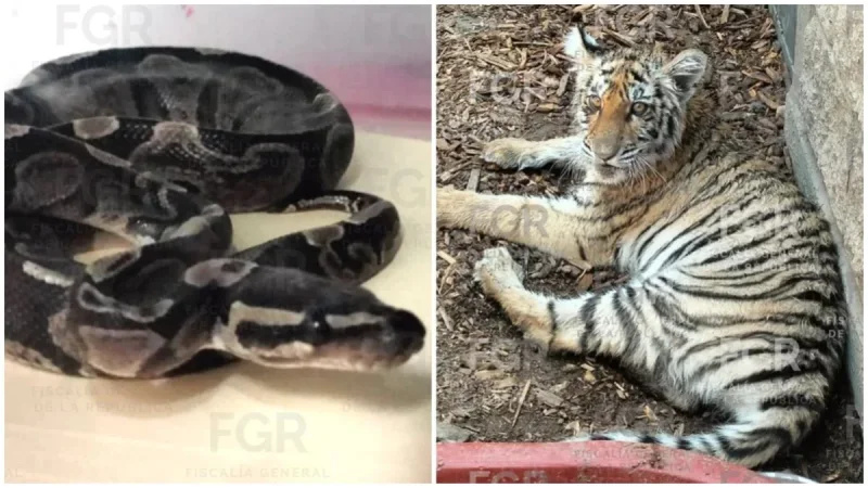 FGR asegura seis ejemplares en Zapopan durante cateo en Valle Real