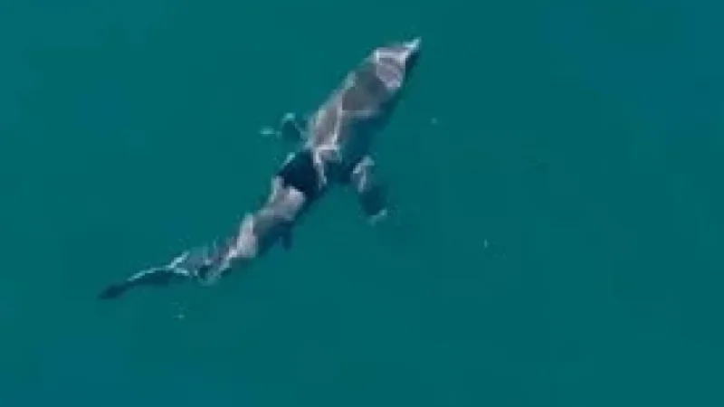 Woman critical after shark bite at Coogee Beach