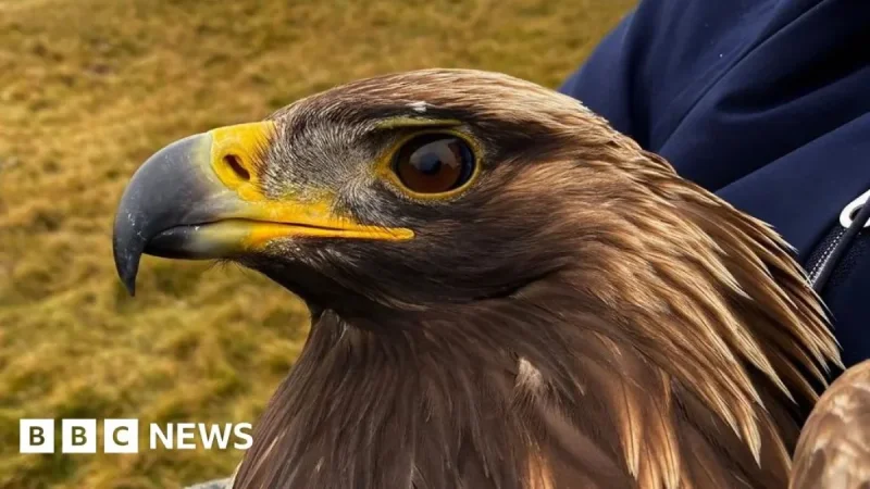 Percy Eagle Dies After Territorial Combat in Scottish Borders