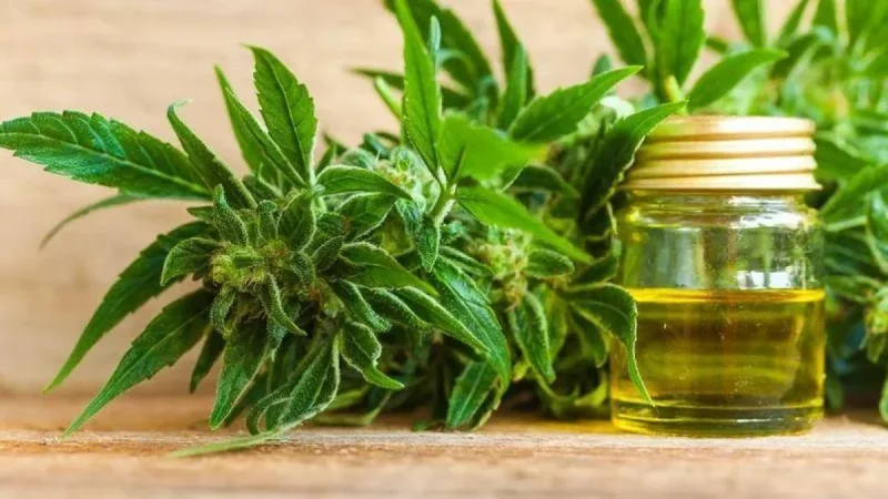 Renewed Attention on ASX Cannabis Stocks as Market Sentiment Improves