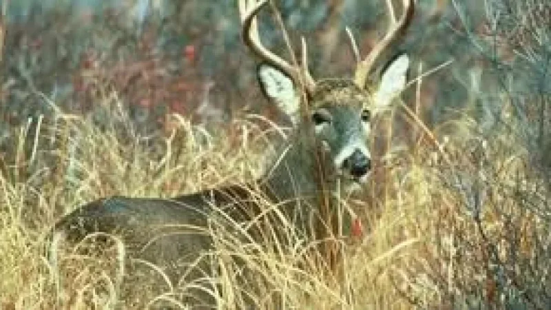 Pennsylvania Game Commission sets June 22 start for 2026-27 licenses