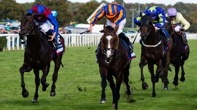 Scandinavia Shortens to 5/4 in Gold Cup Talk At The Races