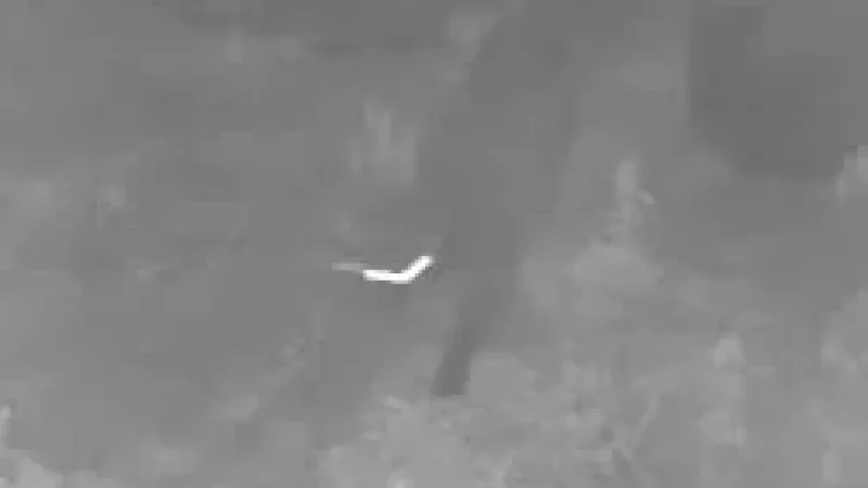 Welsh Government Counts 15 Wales Big Cat Reports Foi
