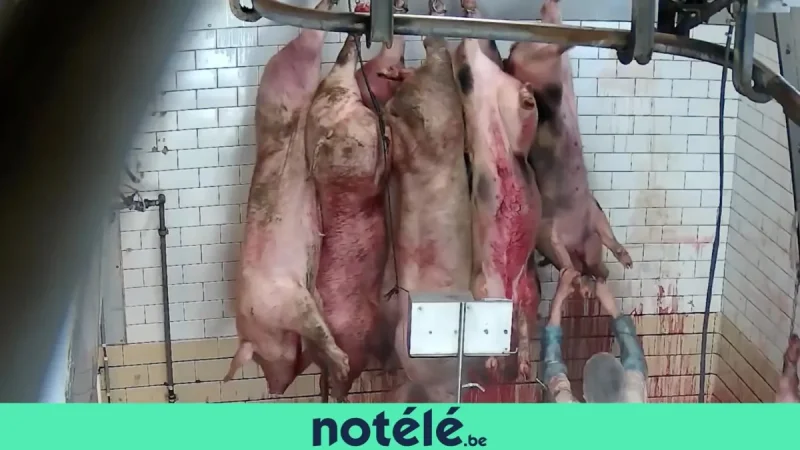GAIA targets Ath Abattoir over 20,000 sheep a year