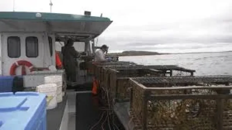 Wall says costs, prices squeeze P.E.I. lobster fishers — Ctv