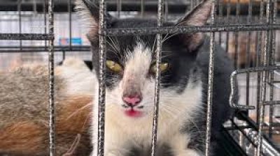 Police in Vietnam Rescue More than 400 Cats in Cat Meat Bust