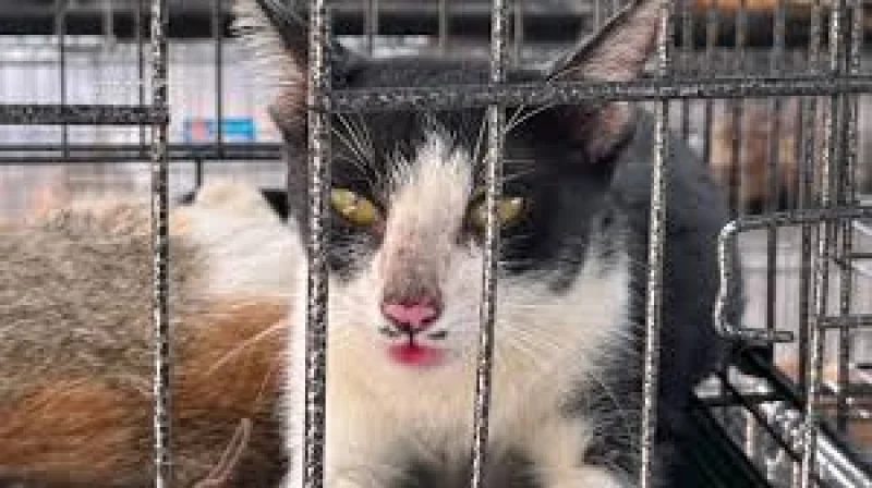 Police in Vietnam Rescue More than 400 Cats in Cat Meat Bust