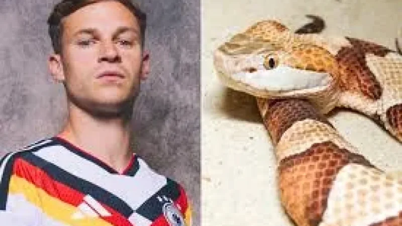 Joshua Kimmich Says Venomous Snake Found at Germany Camp