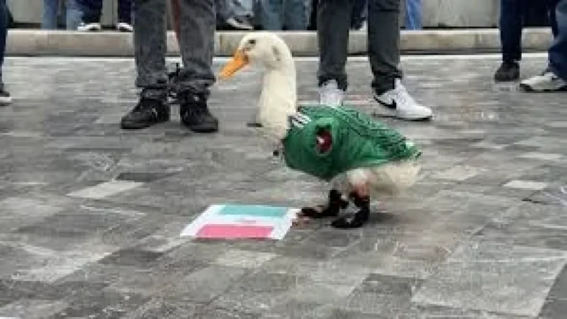Merlín the Duck Draws Viral Attention in Mexico City