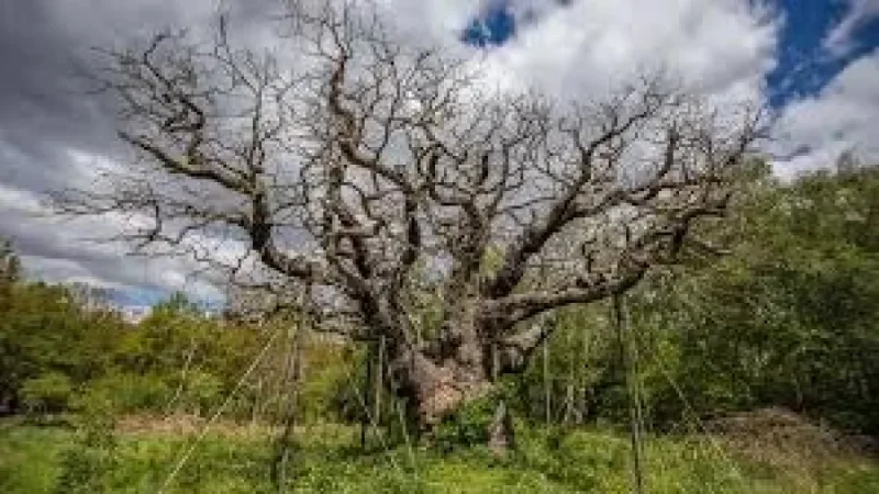 RSPB Announces Major Oak Dead After 1,000 Years