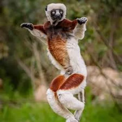 Stanley arrives at Longleat, Chester Zoo breeding link grows