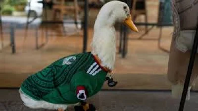 Merlin the Duck Draws Mexico City Crowds at Estadio Ciudad De México