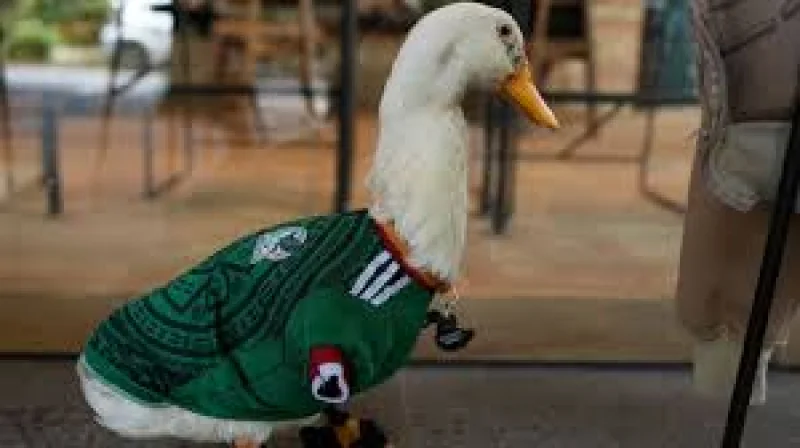 Merlin the Duck Draws Mexico City Crowds at Estadio Ciudad De México
