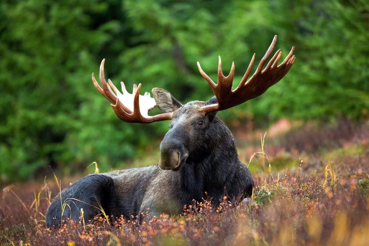 Stan Bennett outlines Maine Moose Lottery broadcast plan - El-Balad