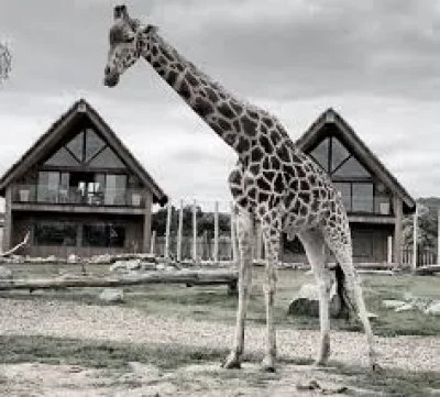 West Midlands Safari Park honours Strider after age 23 death