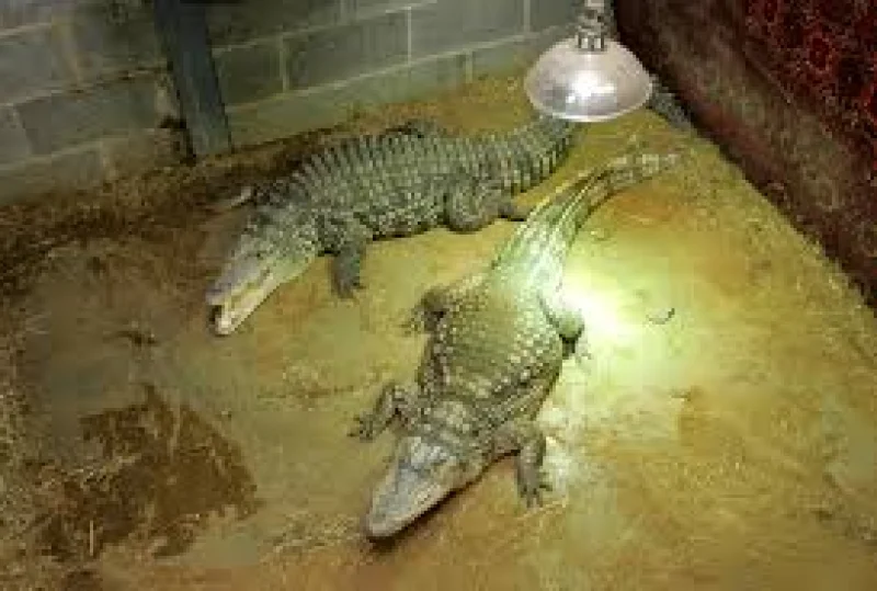 Wowcher apologises after email link to crocodile attack story