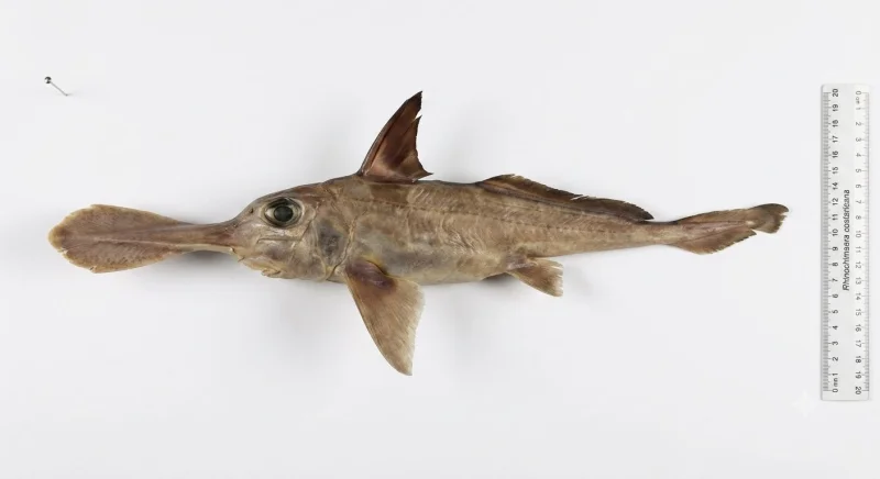 Naidely Valeria Vidaurre Quesada describes Deep-sea Ghost Shark Costa Rica species