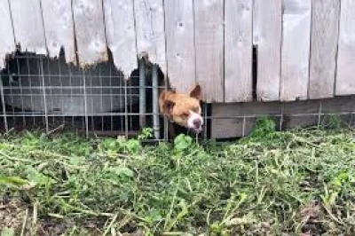 Miranda’s Rescue excavation uncovers 117 dead dogs in California
