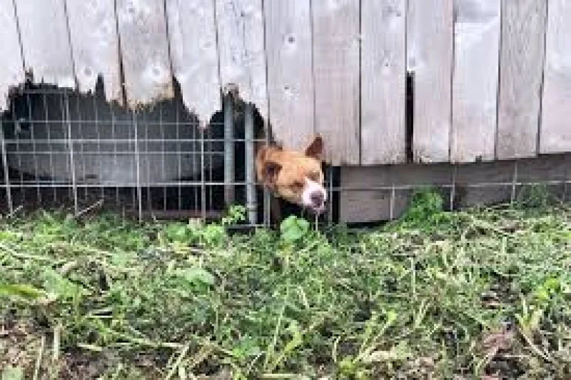 Miranda’s Rescue excavation uncovers 117 dead dogs in California
