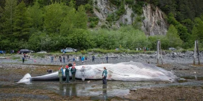 Royal Caribbean Vessel Whale Mortality: Seward ship arrival triggers probe