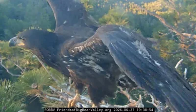 Big Bear Eagles livestream tracks Sandy’s fall from tree