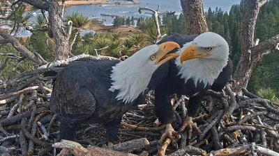 Sandy falls, flies away at 11:30 a.m. in Big Bear Eaglets Sandy