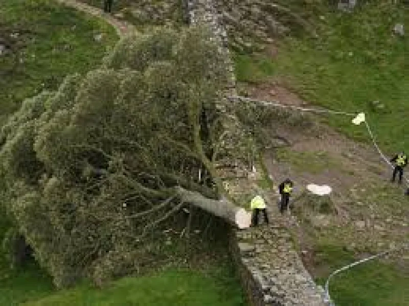 Laura Lee Urges Return of Stolen Sycamore Gap Sapling — Sycamore Gap Sapling Theft In Cumbria