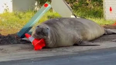 Kris Carlyon Warns Neil The Seal Poses 1,000kg Public Risk