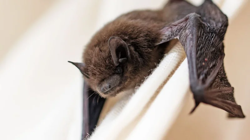 Ontario links 11-year-old rabies death to bat contact — Rabies In Bats