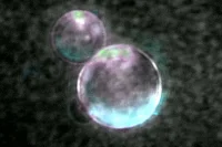 Kate Adamala builds SpudCell, Scientist reaches 36-gene cell cycle